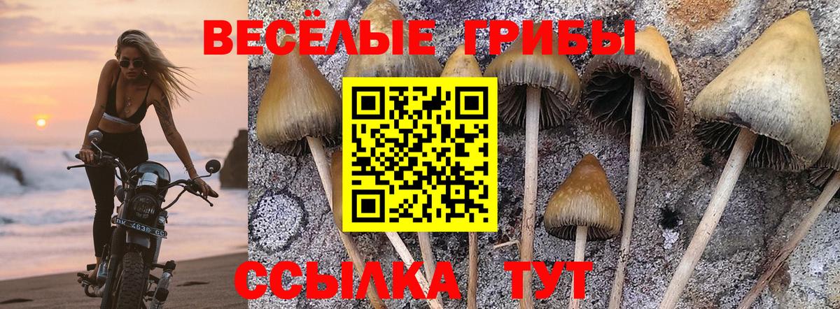 Псилоцибиновые грибы Psilocybe  Вход с VPN  Котельники 